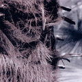 NIESTROY - Ashamed 7"EP